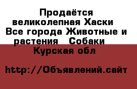 Продаётся великолепная Хаски - Все города Животные и растения » Собаки   . Курская обл.